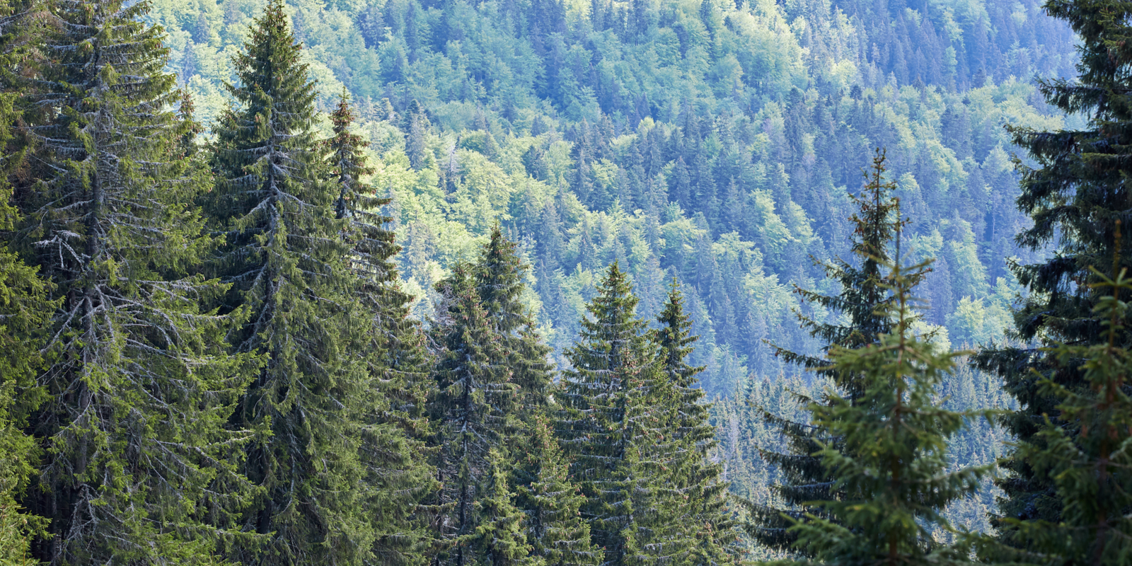 Foresterie