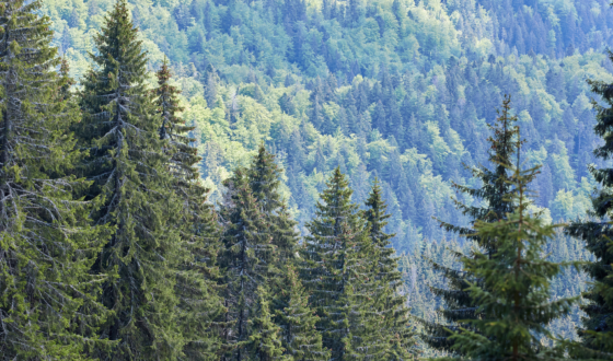 Foresterie